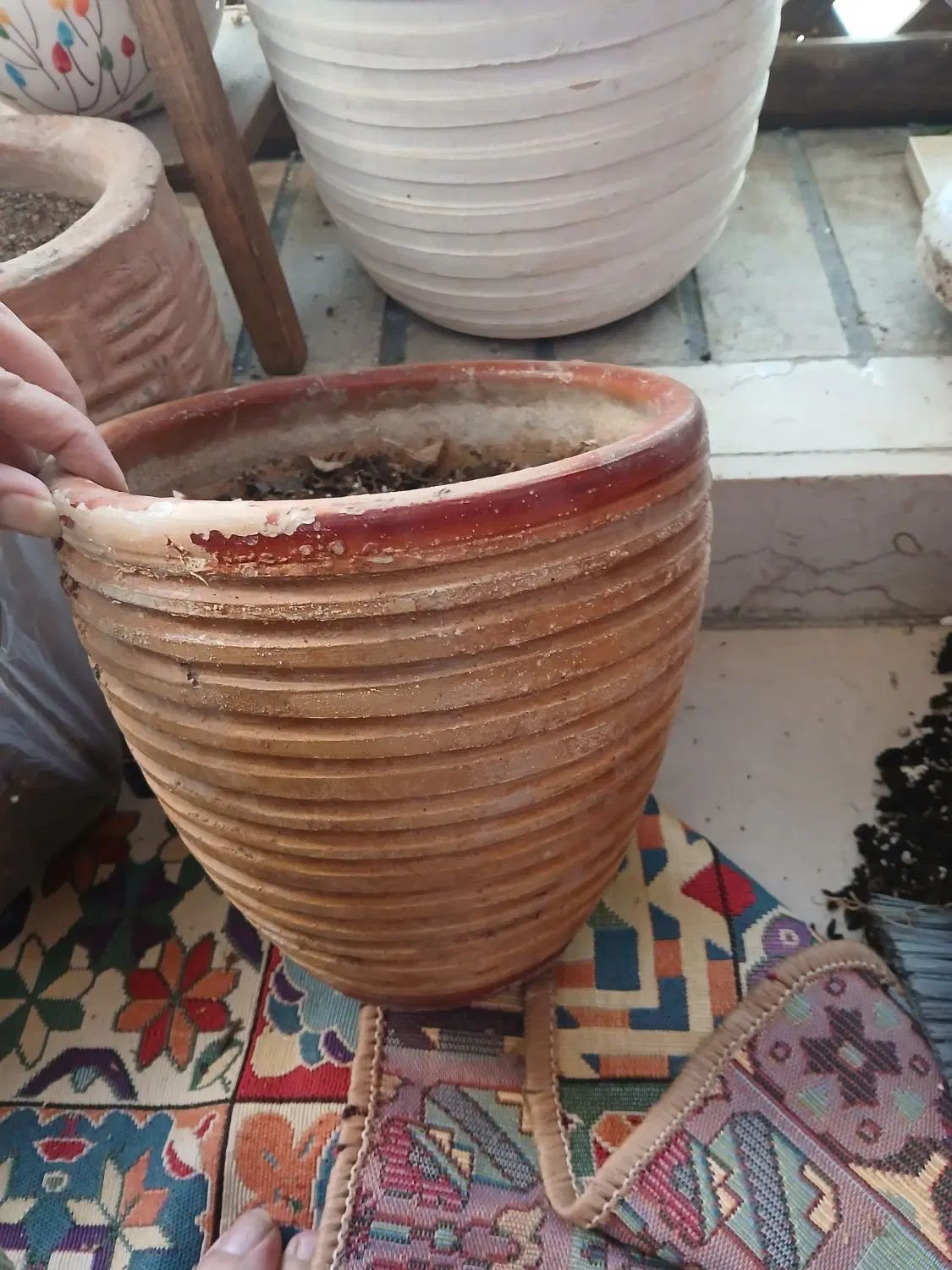 گلدان سفالی|گل و گیاه طبیعی|تهران, هروی|دیوار