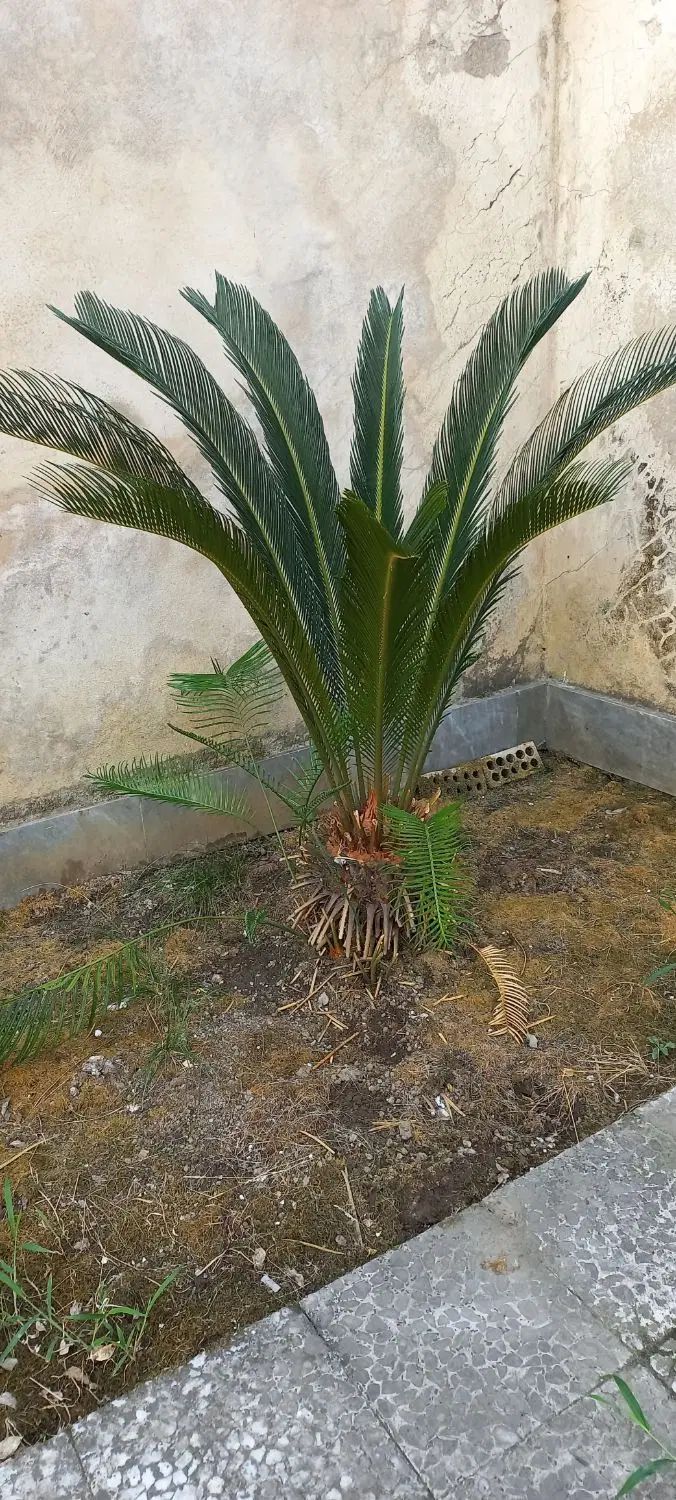 گل‌سیکاس|گل و گیاه طبیعی|رشت, رودبارتان|دیوار