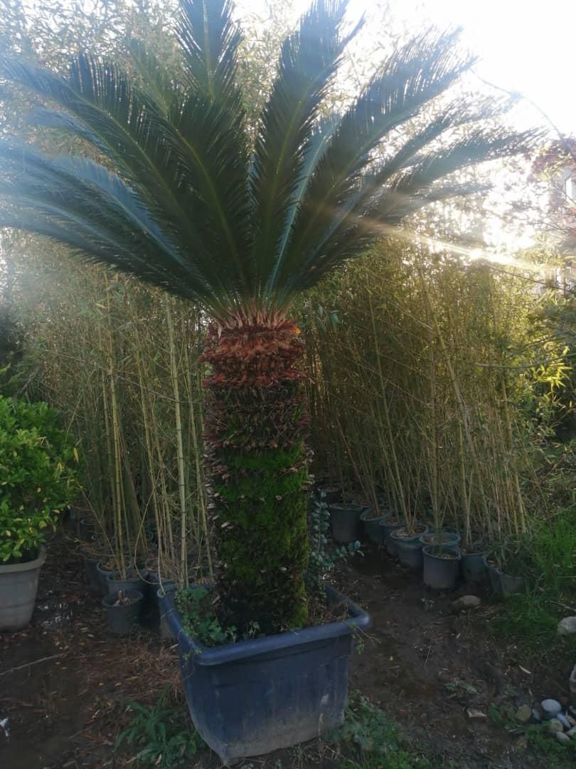 باغبانی هرس سم پاشی بریدن درختان بااره موتوری|خدمات باغبانی و درختکاری|شیراز, آزادگان|دیوار