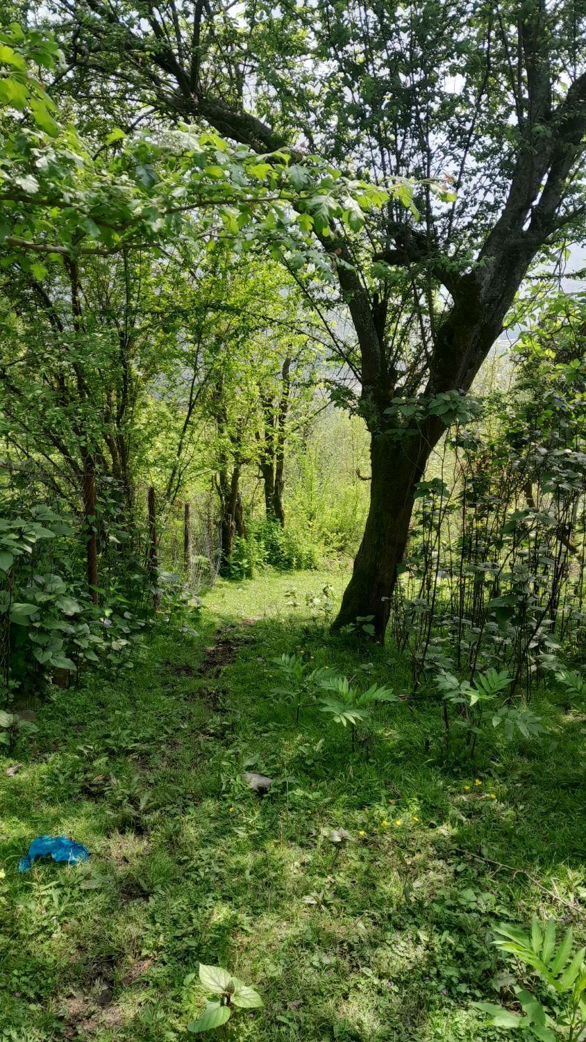 فروش زمین ۶۰۰متری با جواز ساخت+جنگلی+اطاقور|فروش زمین و ملک کلنگی|اطاقور, |دیوار