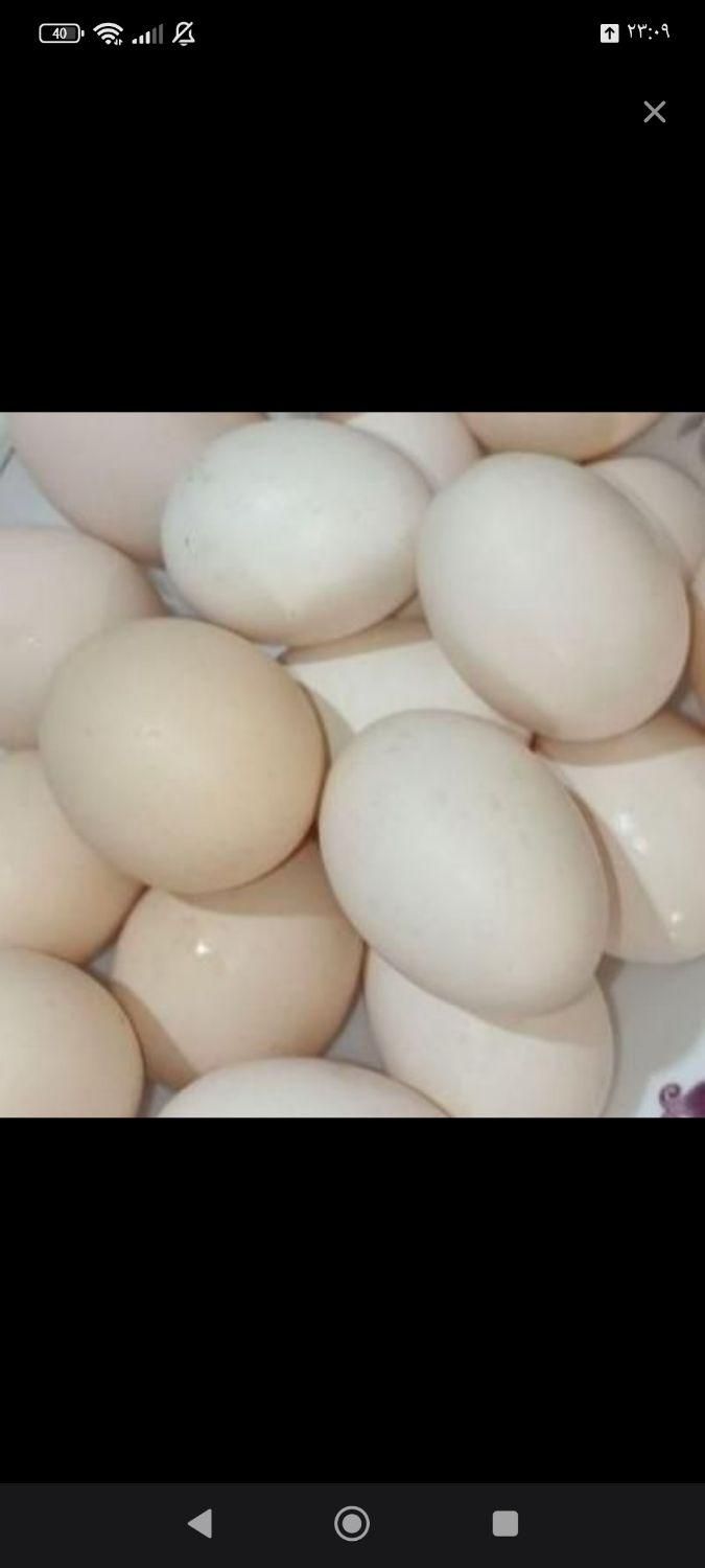 تخم مرغ محلی علی اباد|خوردنی و آشامیدنی|یزد, |دیوار