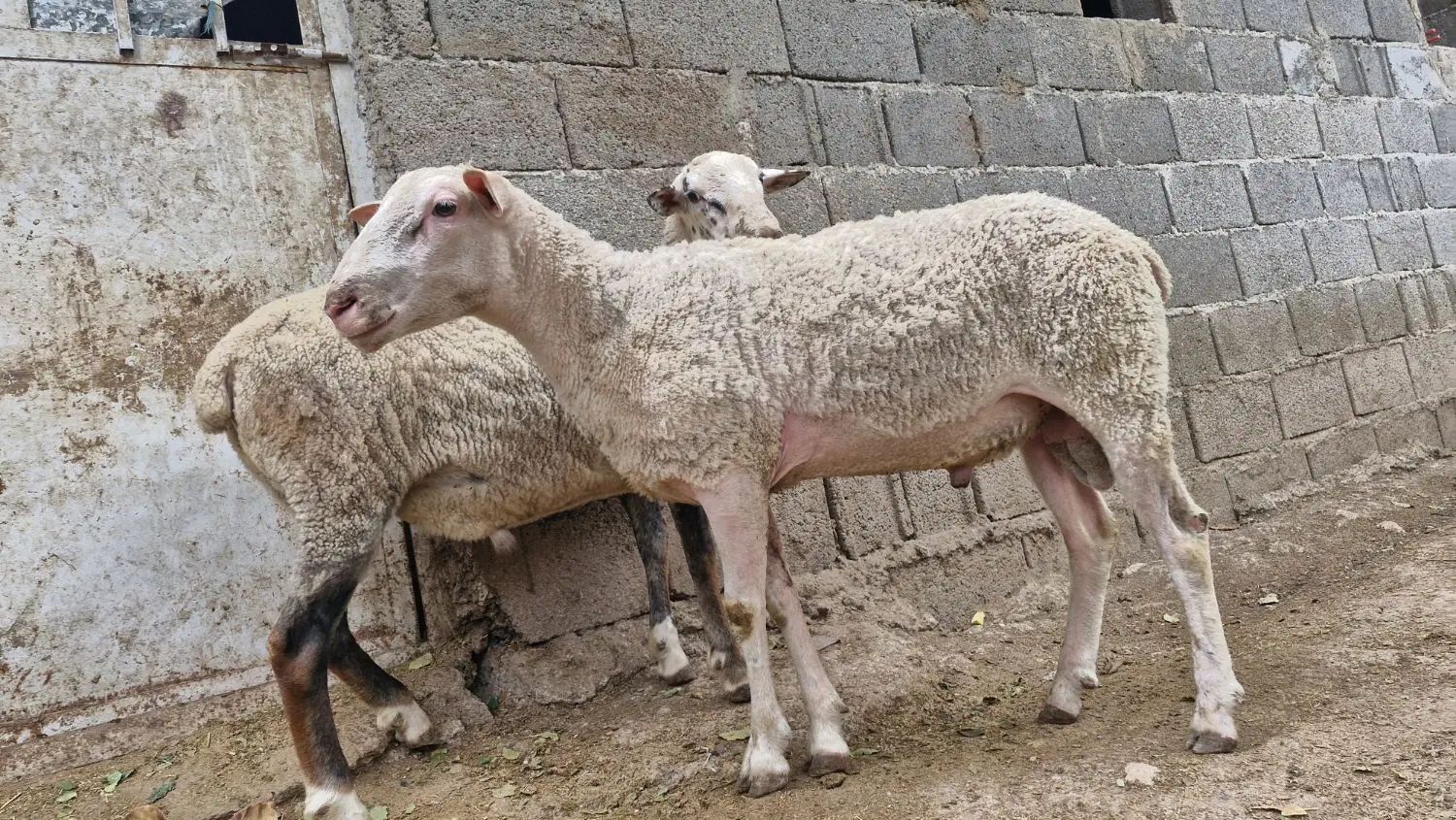 ۲ راس گوسفند نر رومن نژاد خالص آداپته با چرای آزاد|حیوانات مزرعه|کرج, کوی کارمندان شمالی|دیوار
