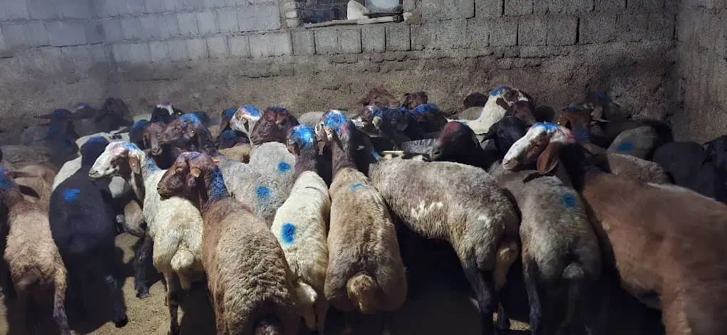 گوسفند زنده مغان بهداشتی باپلاک باقصاب|حیوانات مزرعه|کرج, ساسانی (قلمستان)|دیوار
