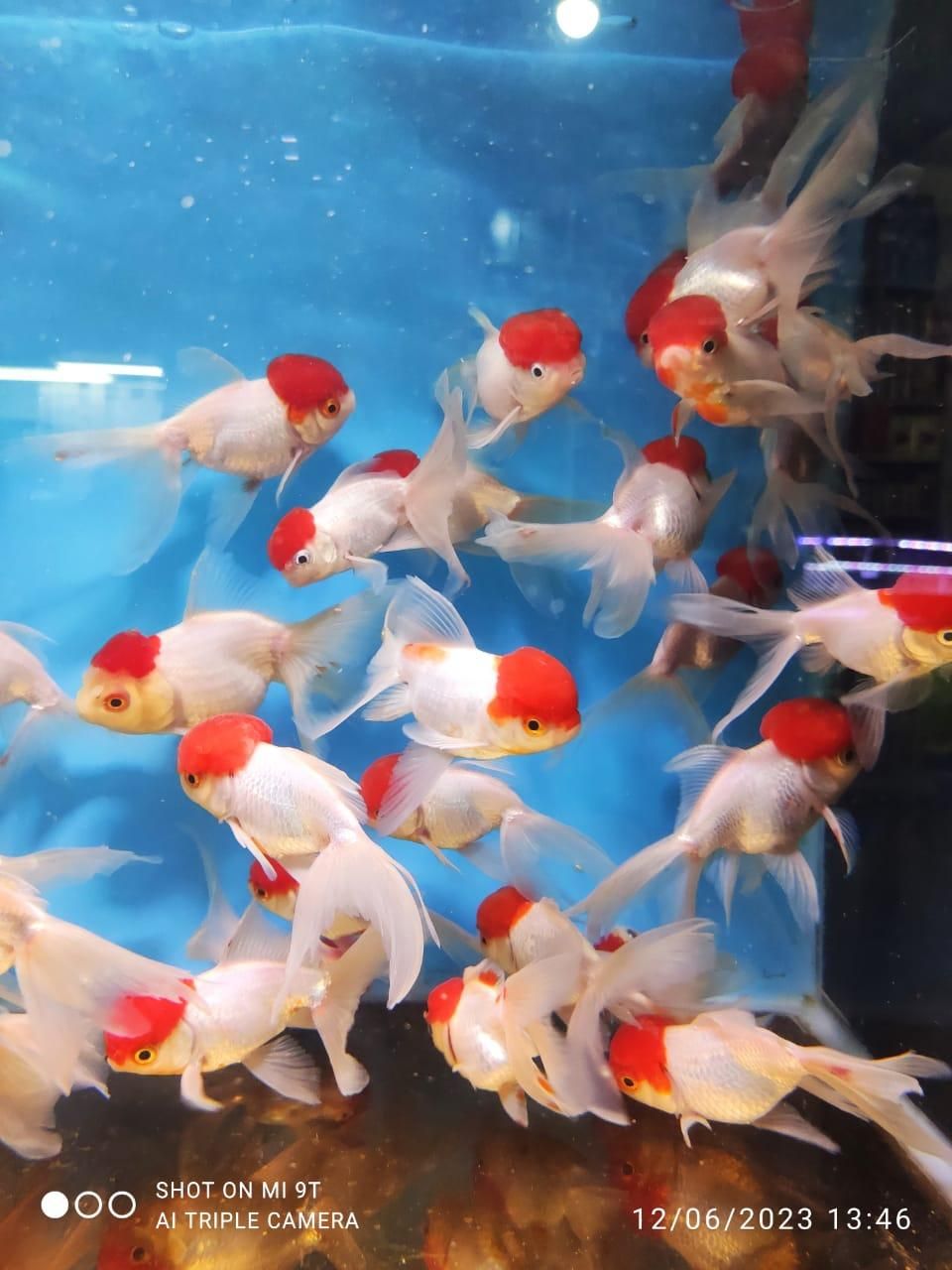 فروش انواع ماهیان گیاهخوار گوشتخوار گیاهان طبیعی|ماهی|گرگان, |دیوار