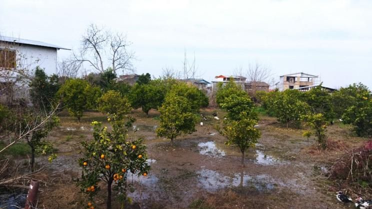 زمین ۱۰۰۰ متری دارای سند تک برگ روستای وسطی کلا|فروش زمین و ملک کلنگی|تهران, نیروی هوایی (پیروزی)|دیوار