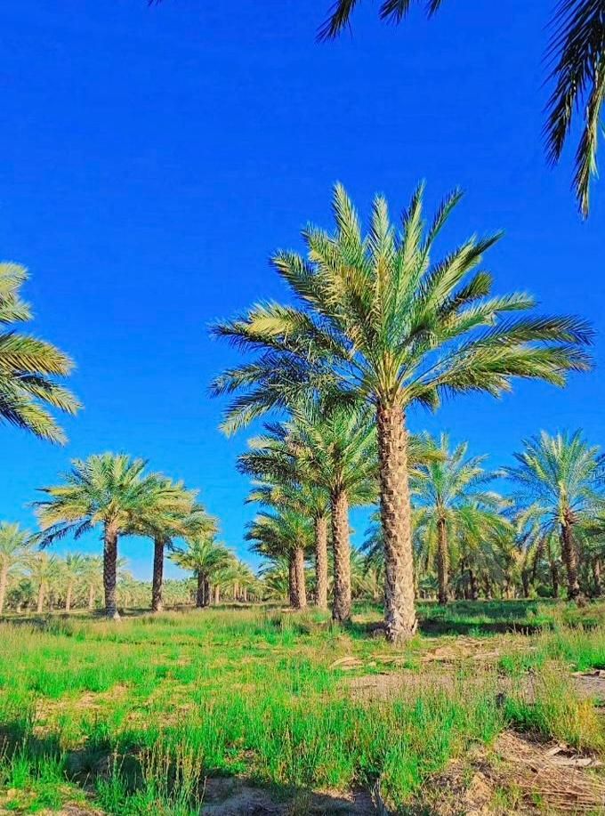 نخل  پا ل م    فنیکس|خدمات باغبانی و درختکاری|قم, باجک دو|دیوار