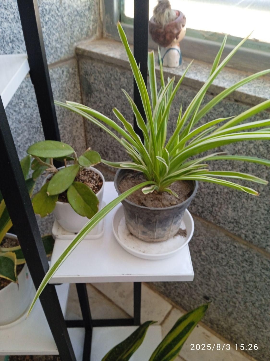 تعدادی گل باگلدون زامفولیا بلک گندمی و..|گل و گیاه طبیعی|بیرجند, |دیوار