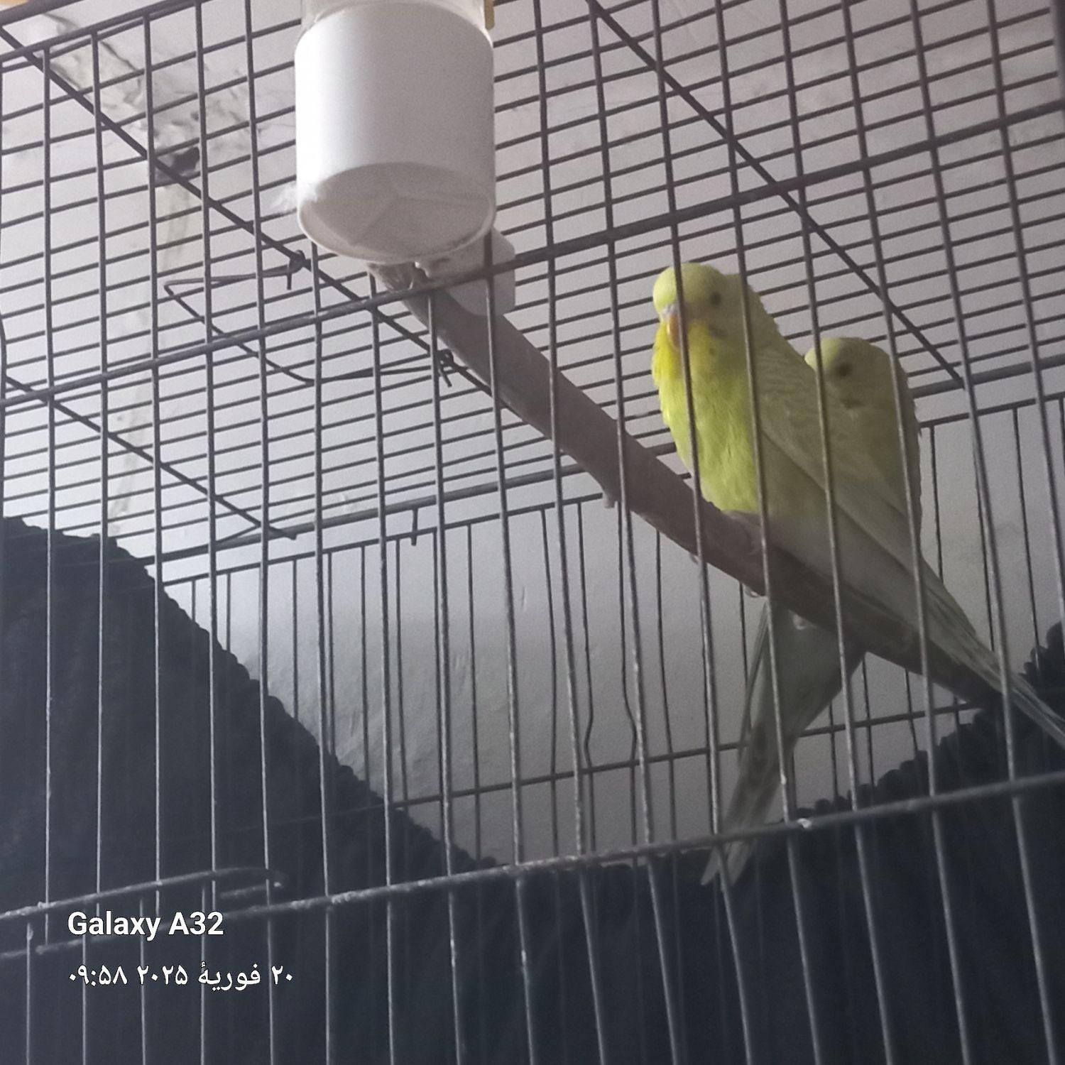 مرغ عشق|پرنده|خرمشهر, |دیوار