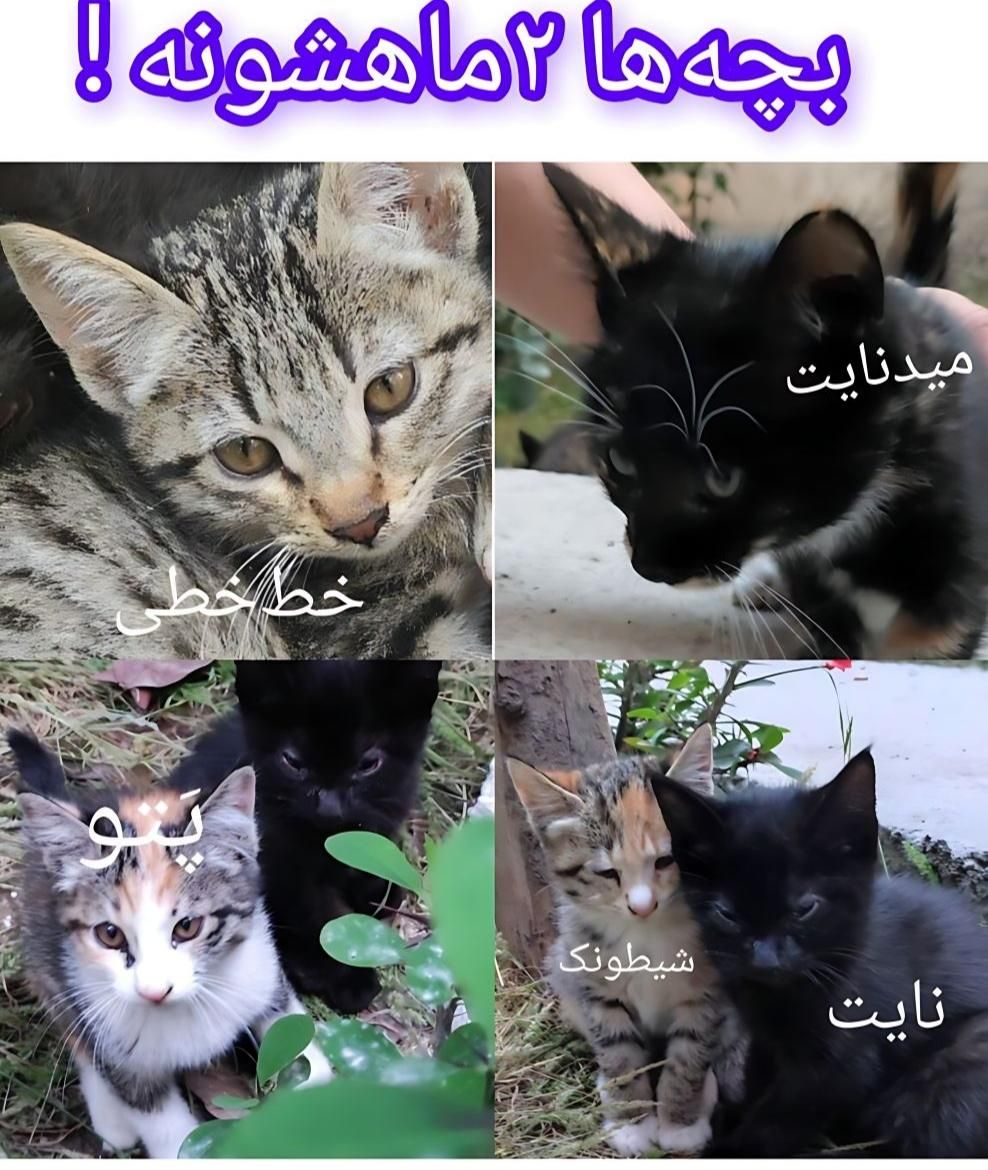 واگذاری رایگان گربه ۲ماهه|گربه|آمل, |دیوار