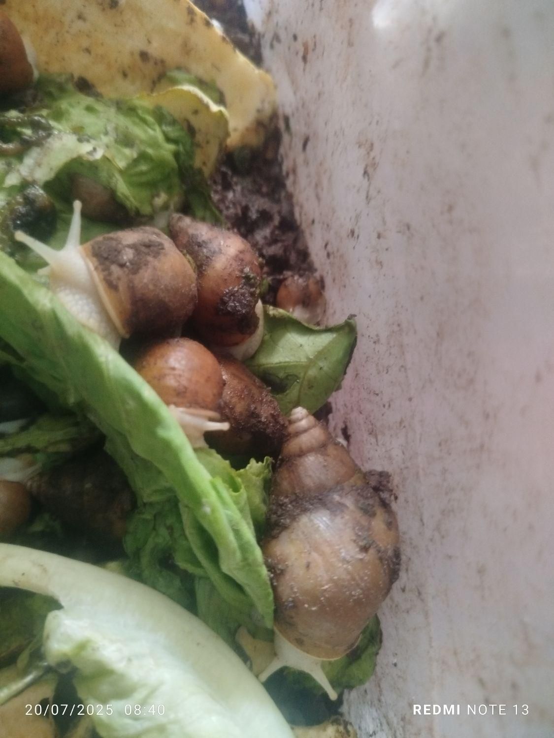 حلزون پرورشی 200تا300کوجک وبزرگ ریز درشت|خزنده|کرمان, |دیوار