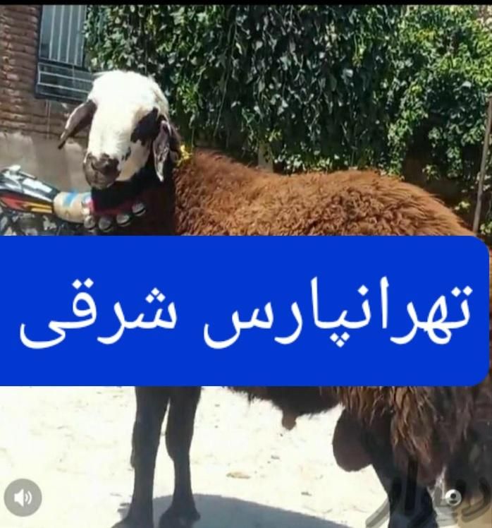 گوسفند زنده تهرانپارس شرقی و غربی پیروزی نارمک|حیوانات مزرعه|تهران, تهرانپارس شرقی|دیوار