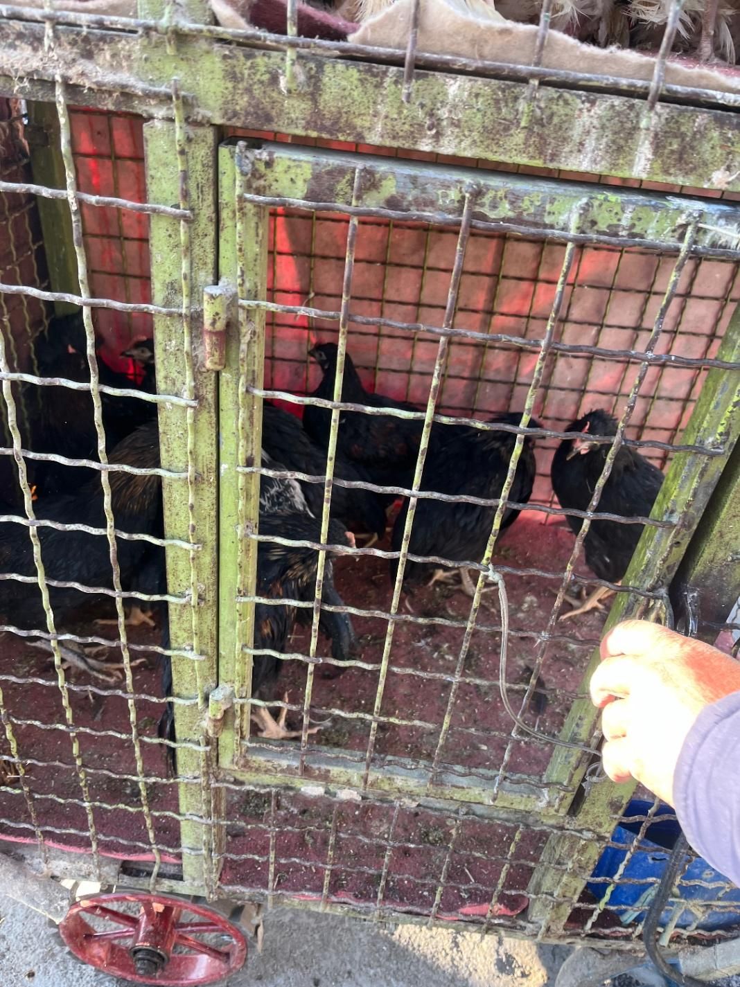 خروس مشکی و مرغ سفید قربانی و چشم نظر ارسال درب من|حیوانات مزرعه|تهران, امیریه|دیوار