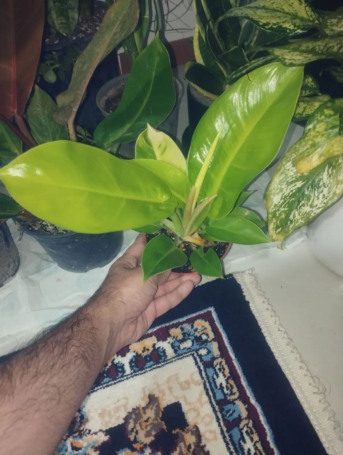 گل و گیاه،.     انواع کود برای گیاه های آپارتمانی|گل و گیاه طبیعی|گلبهار, شهر جدید گلبهار|دیوار