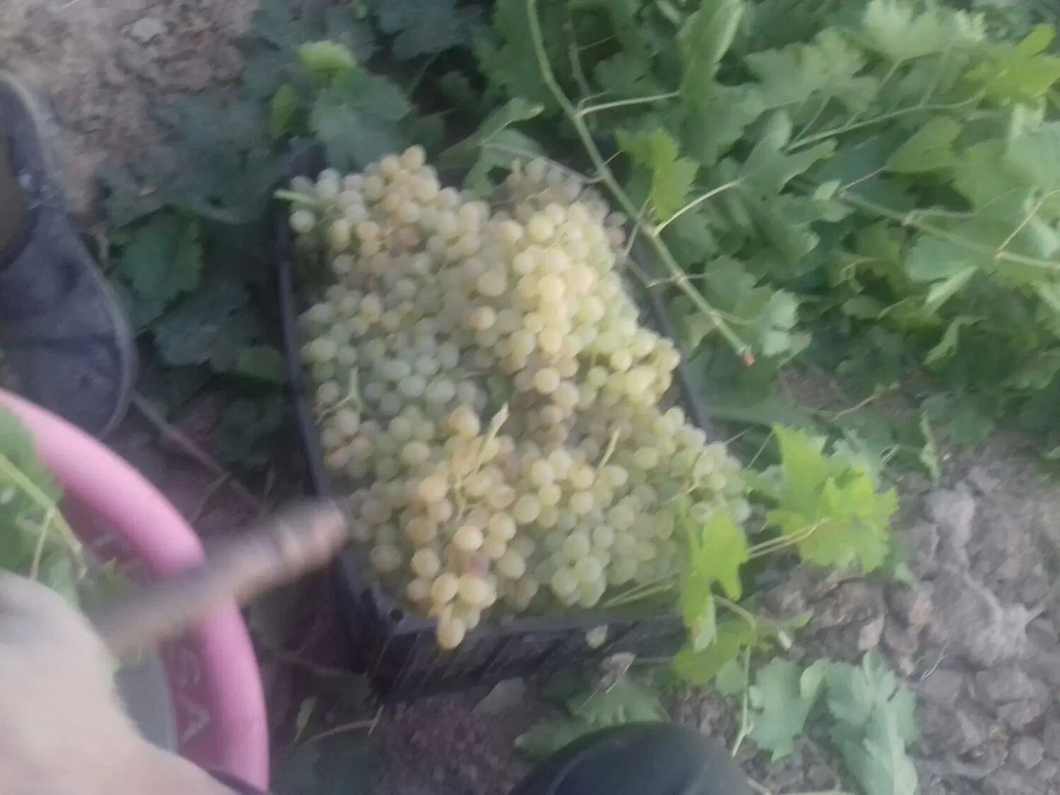 عسگری شیرین ابدار|خوردنی و آشامیدنی|مشهد, فرخد|دیوار