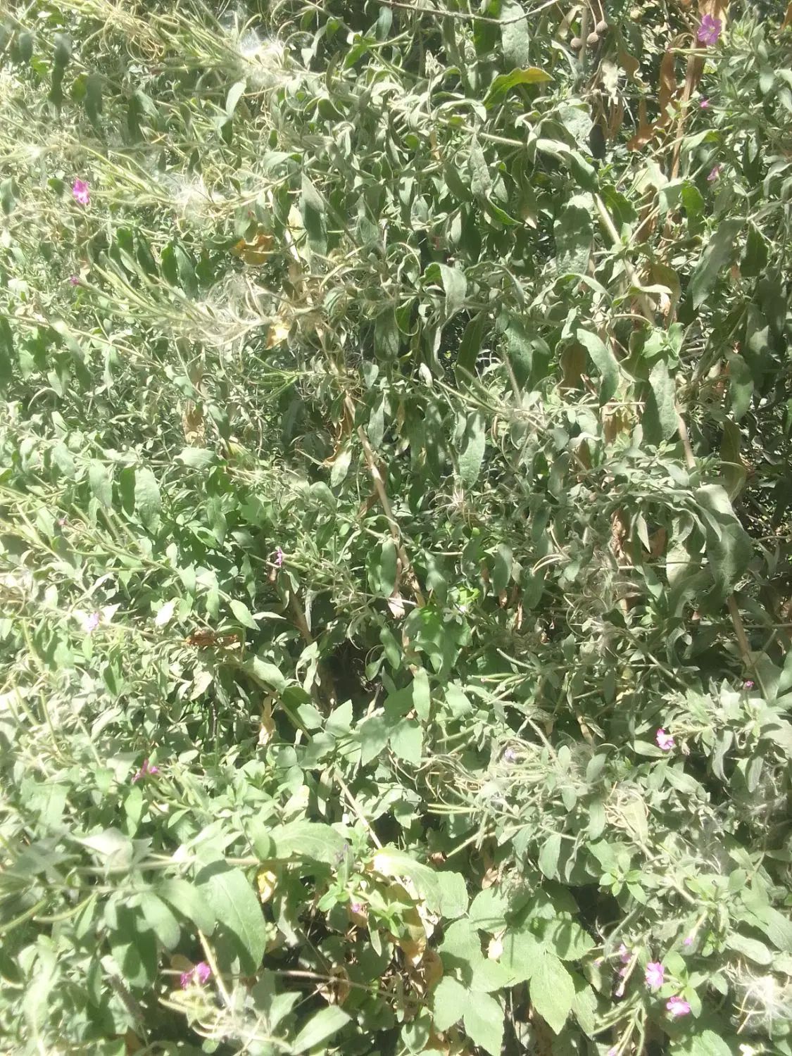 پونه کوهی درجه ۱|خوردنی و آشامیدنی|مشهد, میان ولایت|دیوار