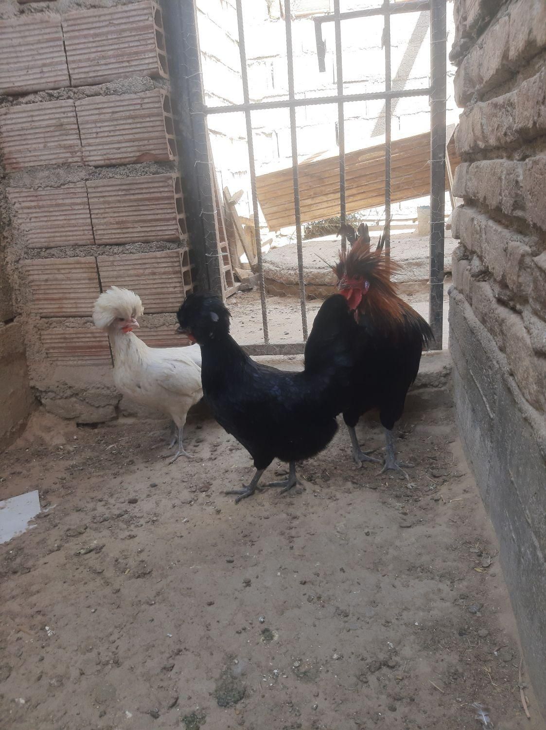 مرغ و خروس لهستانی|حیوانات مزرعه|بندر ترکمن, |دیوار