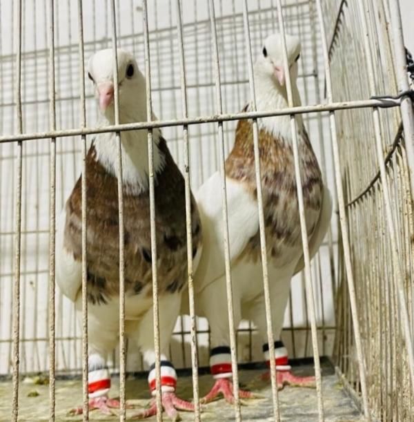 چند جفت کبوتر طوقی سینه ای کله الماسی دم سفید|پرنده|اصفهان, تخت فولاد|دیوار