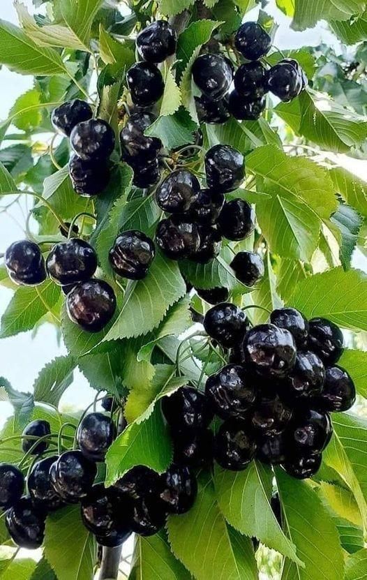کیوی سیب گلابی الوچه گردو موز گیلاس|خدمات باغبانی و درختکاری|شیراز, دشت چنار|دیوار