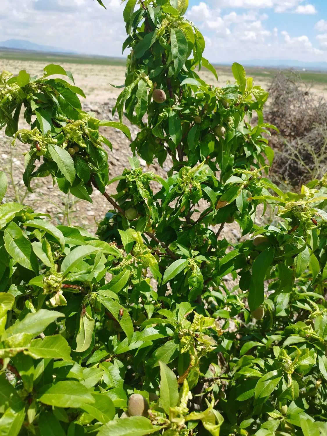 هشت هزار متر زمین کشاورزی اله آباد سفلی با استخر|فروش دفتر صنعتی، کشاورزی، تجاری|شیروان (خراسان), |دیوار