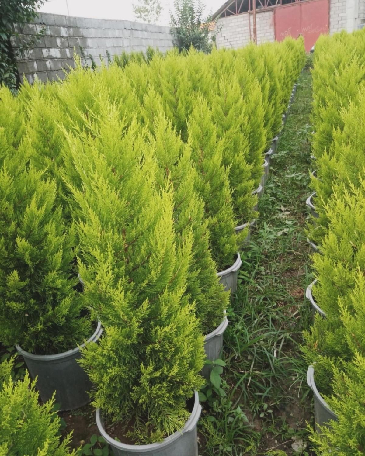 گل کاج شمشاد مهندس امیر|خدمات باغبانی و درختکاری|مشهد, امیریه|دیوار