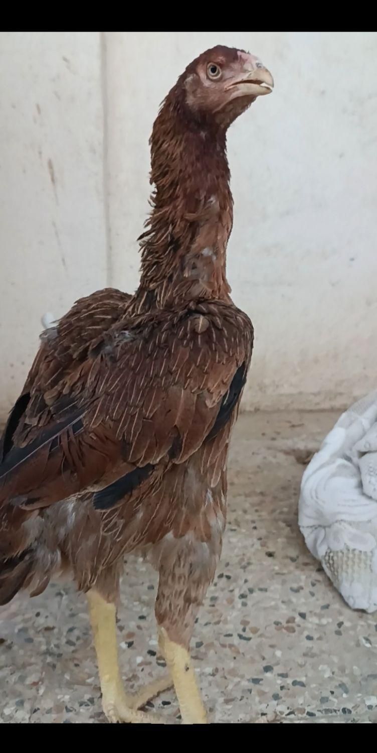 مرغ خروس لاری تاجمهر اسطوره|حیوانات مزرعه|تهران, پرواز|دیوار