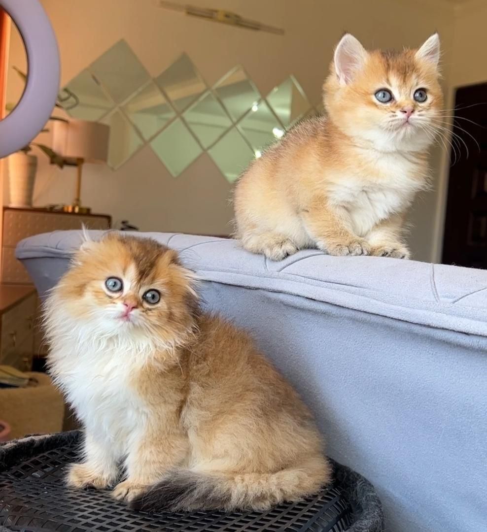 مجموعه گربه های اصیل و نژاد دار ( بازدید حضوری )|گربه|تهران, پونک|دیوار