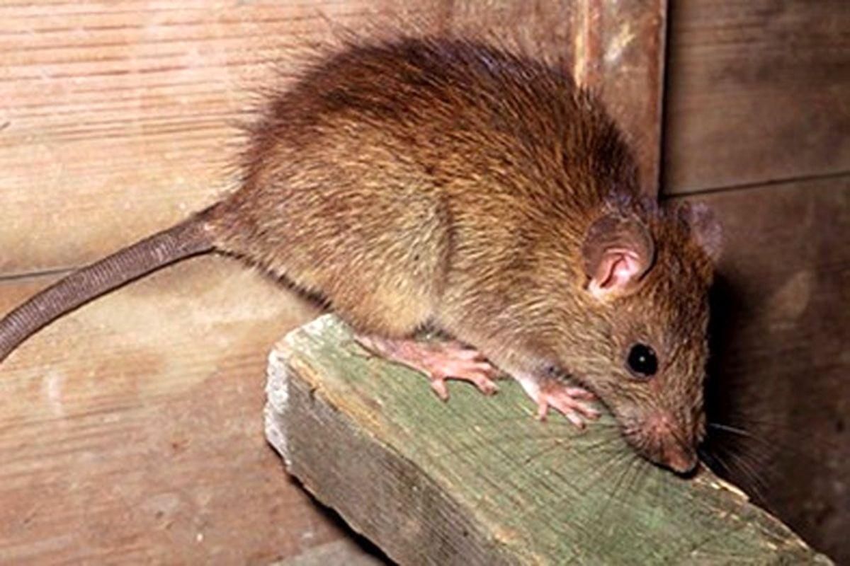 سمپاشی تضمینی و تخصصی سوسک موش و ..|خدمات نظافت|یزد, |دیوار