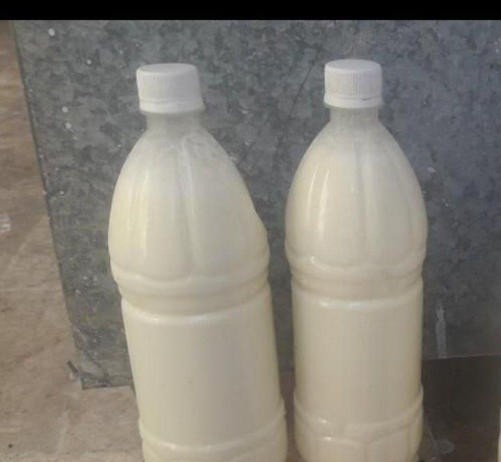 ماست چکیده تلمی،دوغ تلمی ،کره وتخم مرغ و غاز|خوردنی و آشامیدنی|نیشابور, خیام|دیوار