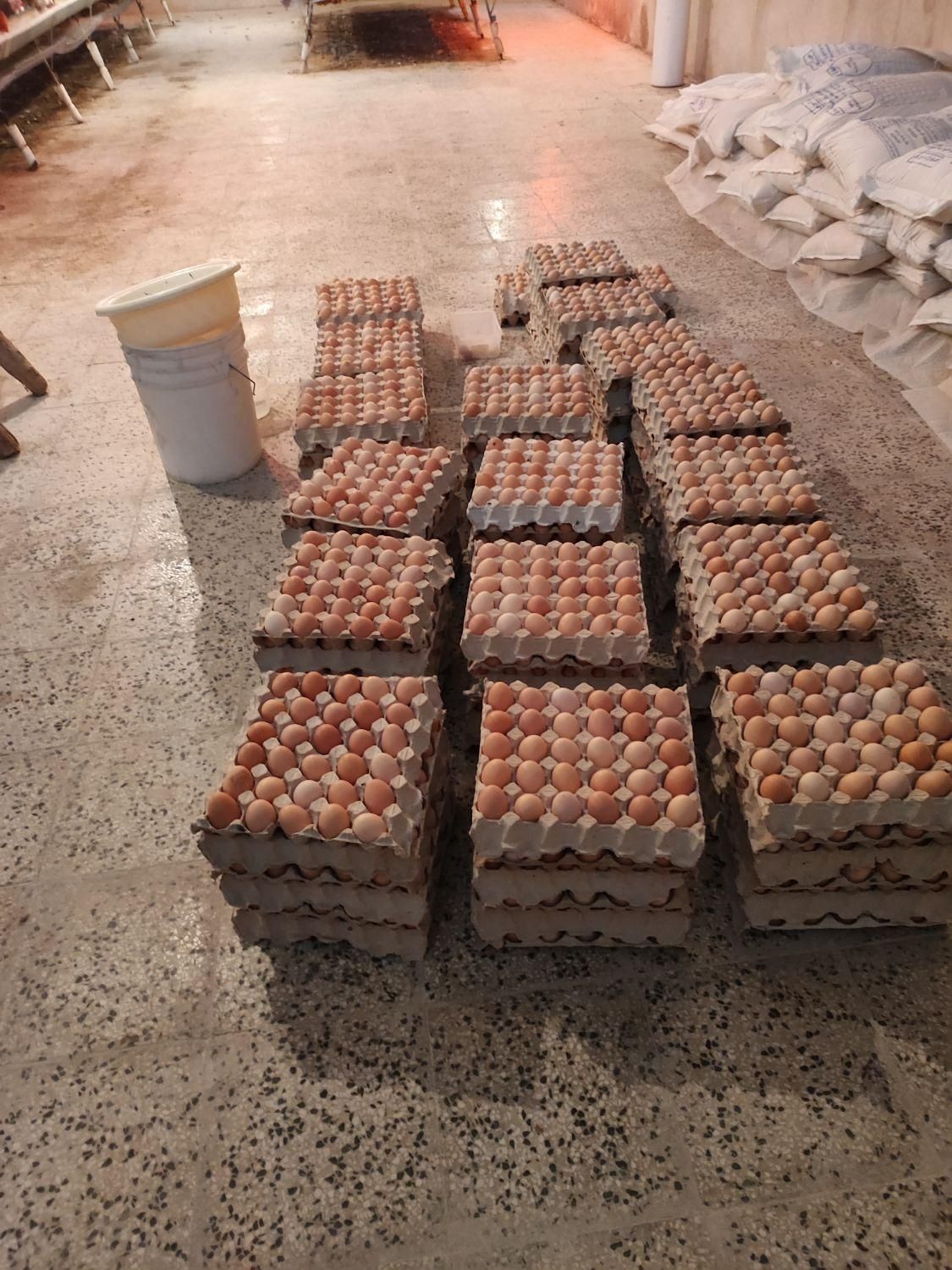 خرید و فروش تخم مرغ محلی بصورت کلی و جزئی|خوردنی و آشامیدنی|اصفهان, ملک‌شهر|دیوار