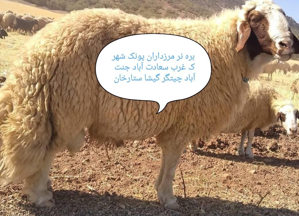 فروش زنده سبلان سهندچراگاه گوسفند بدون آب ونمک|حیوانات مزرعه|تهران, پونک|دیوار