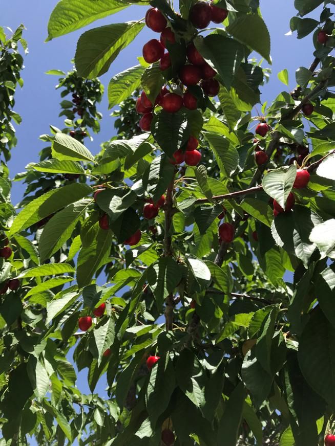 فروش زمین باغی تفریحی ولب اب پلزمانخان سامان|فروش زمین و ملک کلنگی|اصفهان, کوی ولی عصر|دیوار