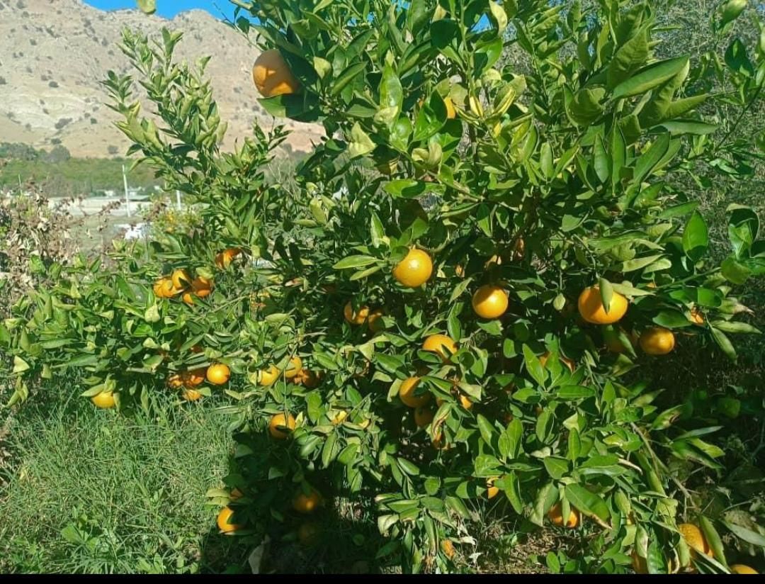 زمین باغ لیمو ثمری|فروش زمین و ملک کلنگی|دوگنبدان, |دیوار