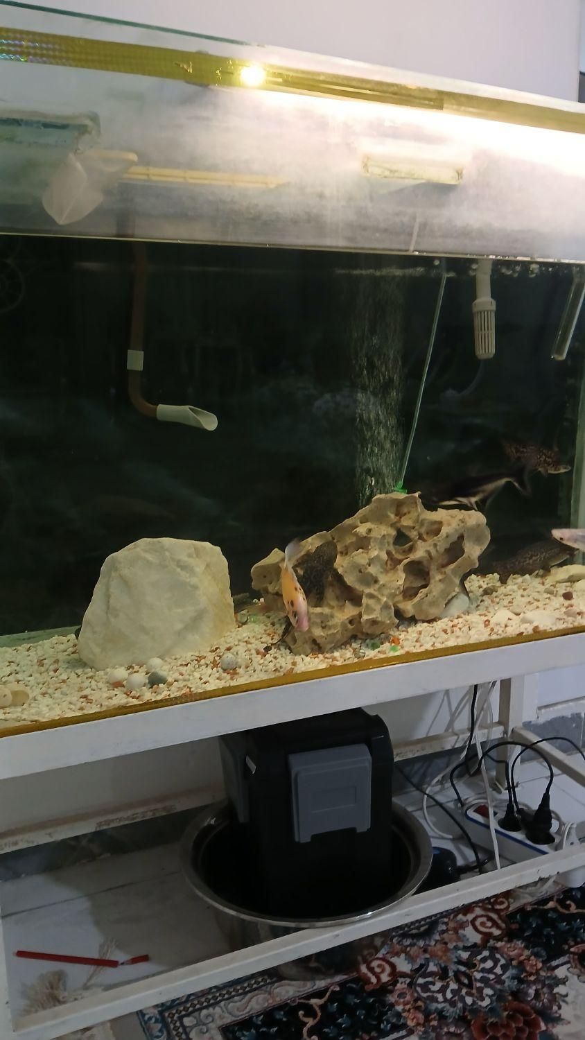 آکواریم|ماهی|قدس, شهر‌قدس|دیوار