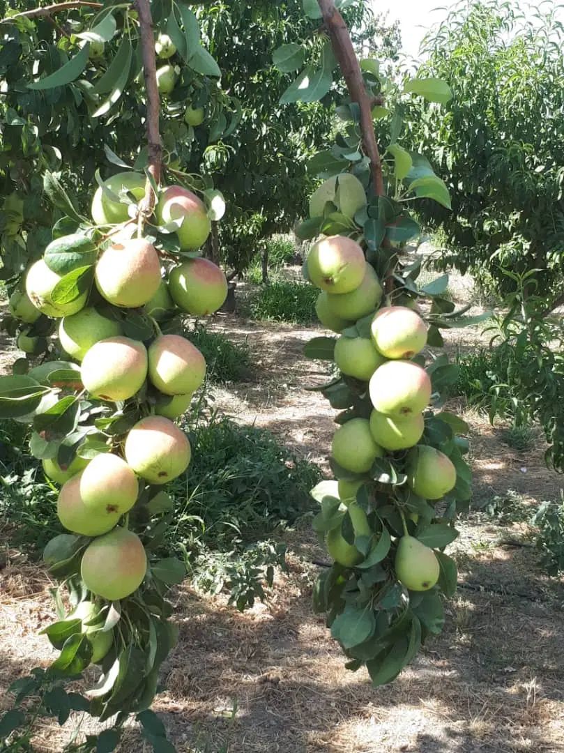 باغچه کاسبی/کردان.تهراندشت.سرخاب.۶۰۲متر|فروش زمین و ملک کلنگی|هشتگرد, تهران دشت|دیوار