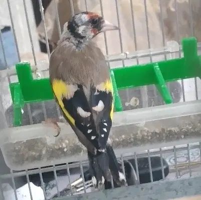 سهره نر ۲ ساله  قواره دار نوک کلنگی جوجه قفس تولکی|پرنده|تهران, نارمک|دیوار
