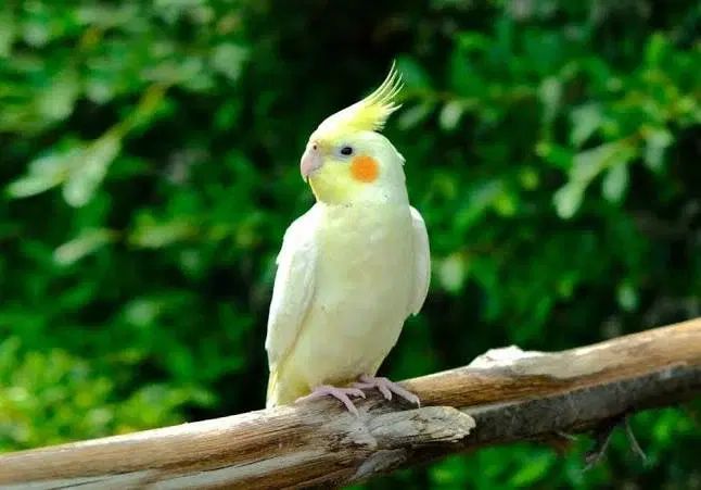 عروس هلندی گمشده|پرنده|تهران, شهرک زینبیه|دیوار
