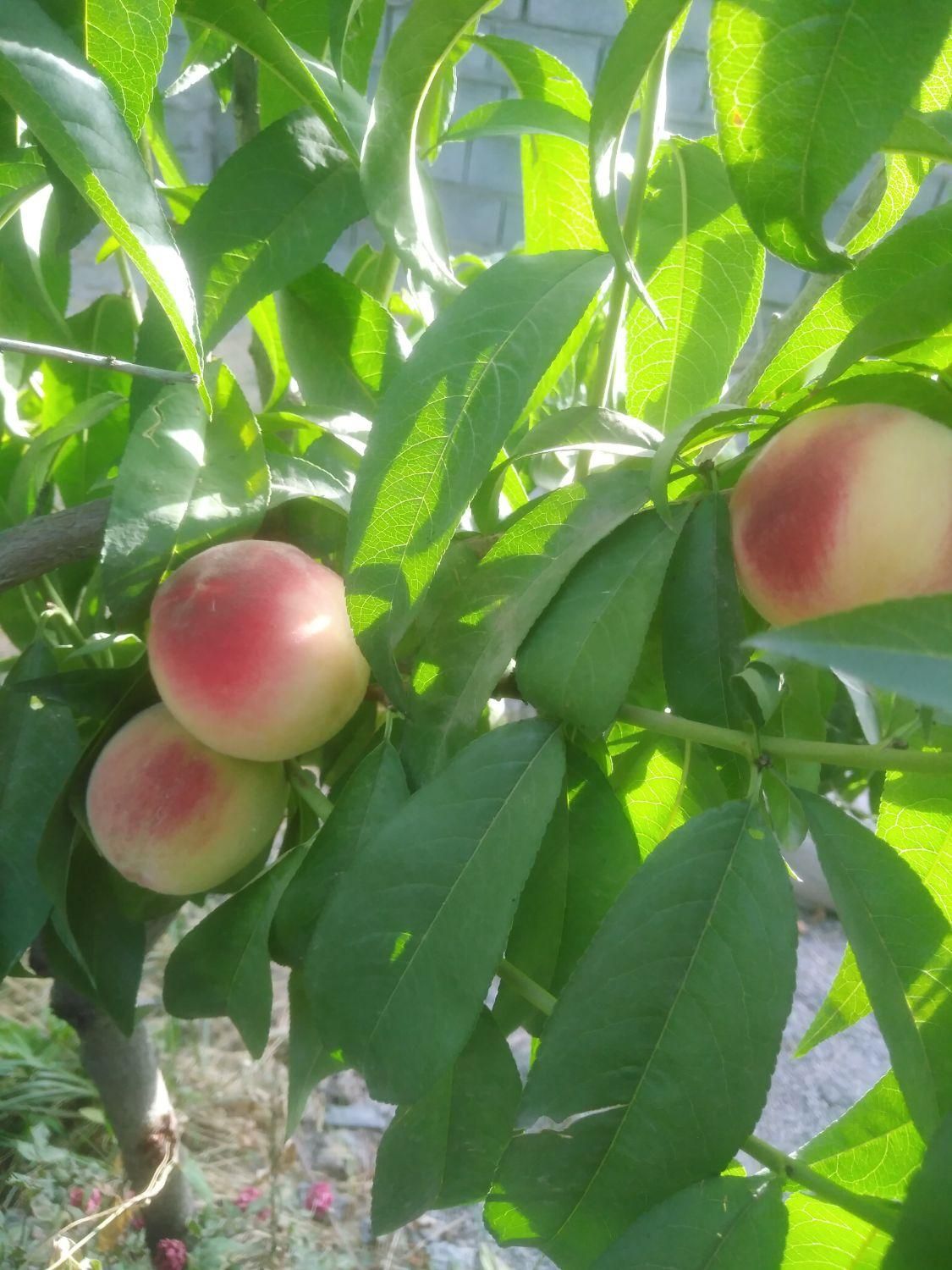 نهال های میوه در نهالستان اکبری|گل و گیاه طبیعی|مشهد, خواجه ربیع|دیوار