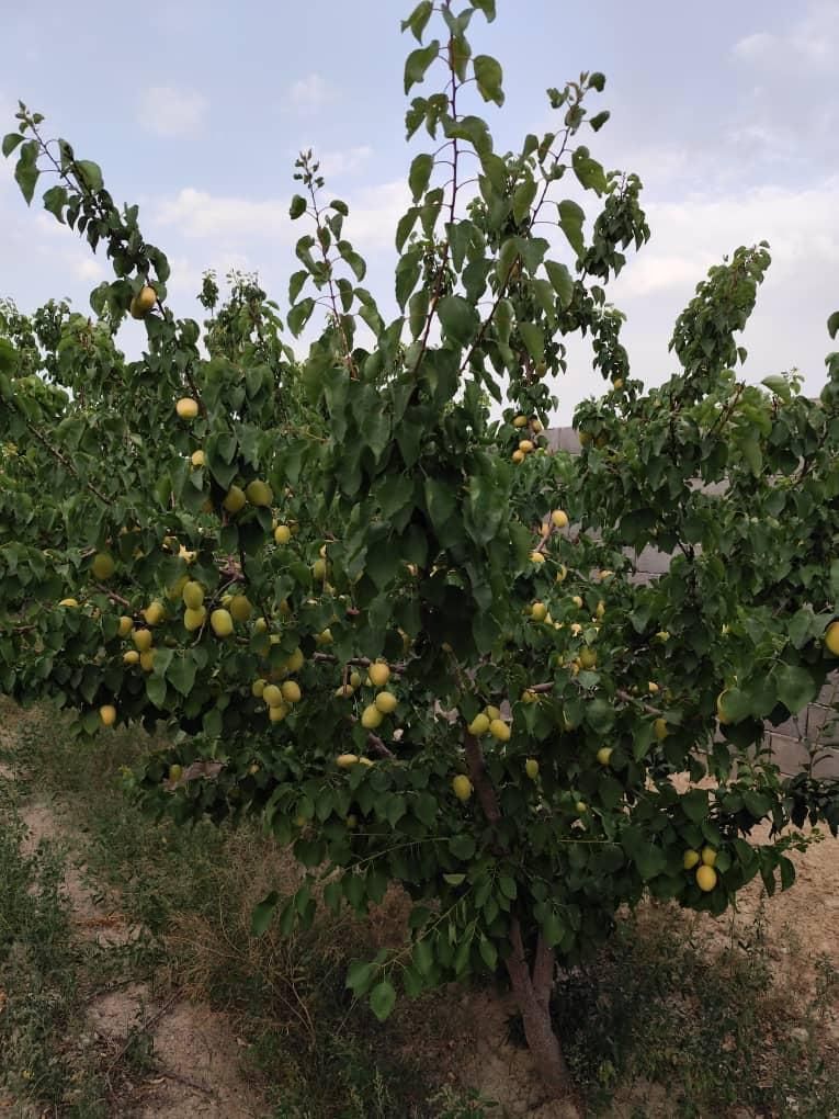 فروش زمین ۱۲۷۰ متری در مهدی آباد|فروش زمین و ملک کلنگی|اصفهان, مهدی آباد|دیوار