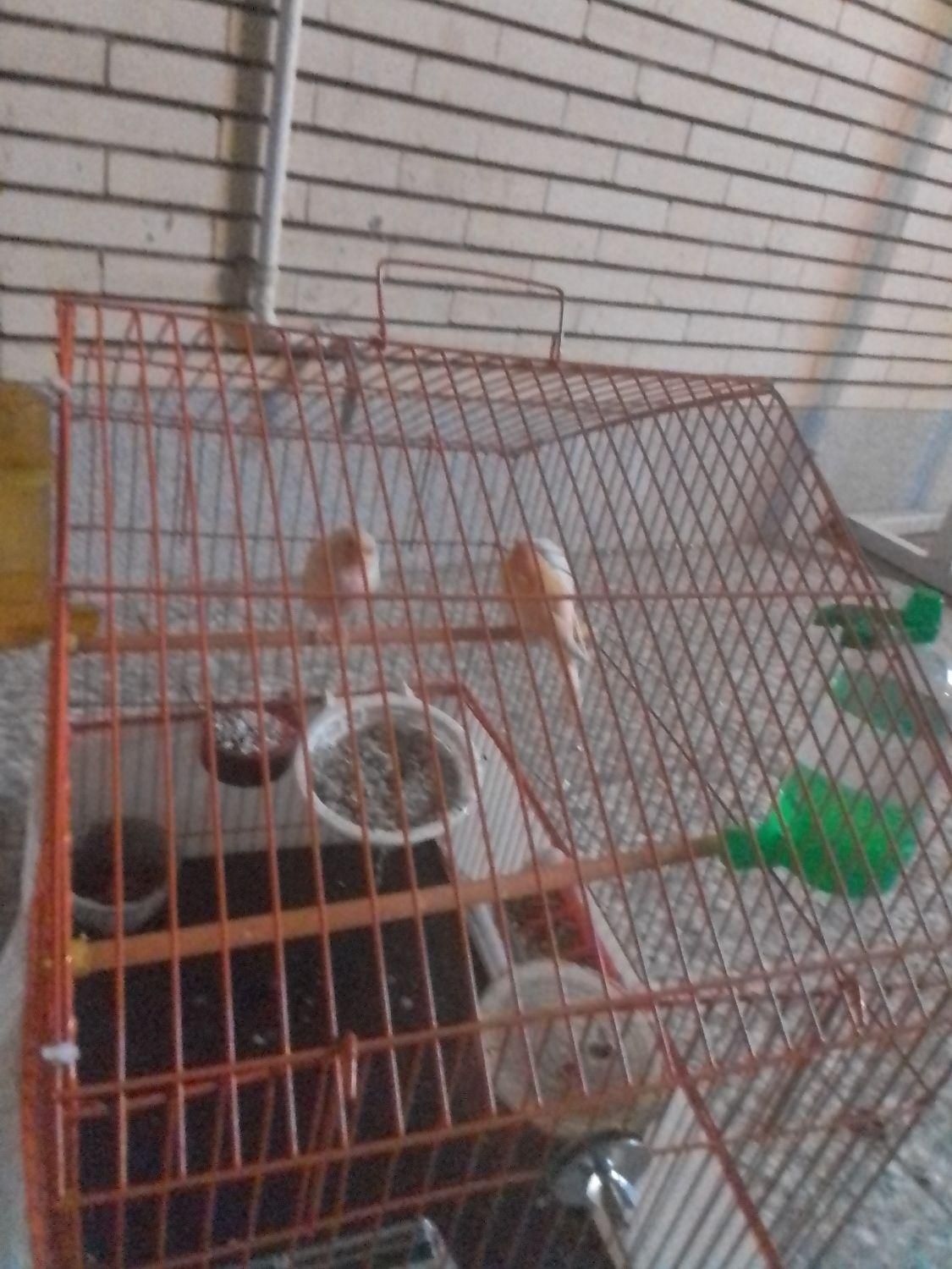 یک جفت قناری جوان|پرنده|رفسنجان, |دیوار