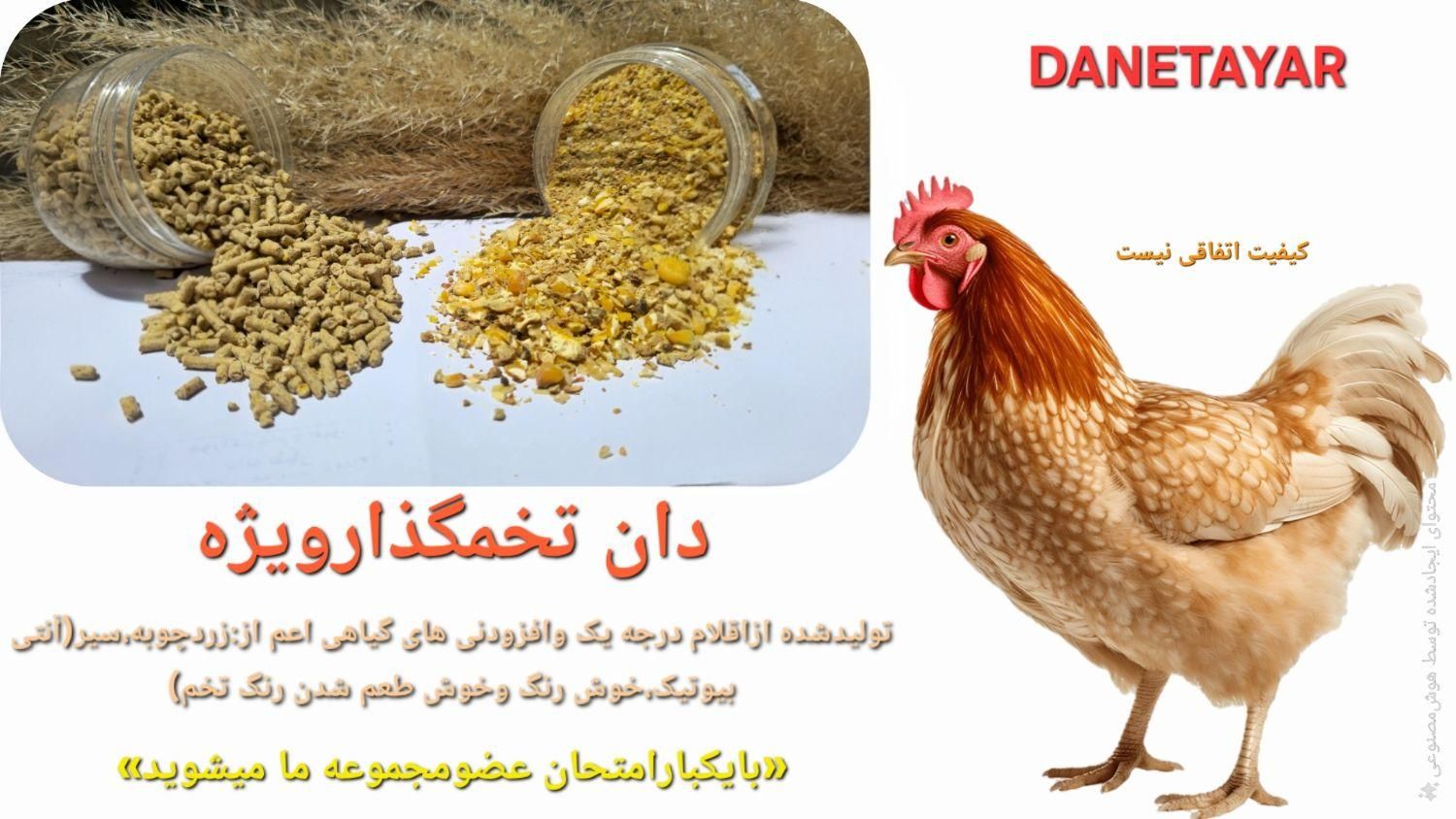 خوراک دان مرغ تخمگذار|حیوانات مزرعه|تهران, آسمان|دیوار