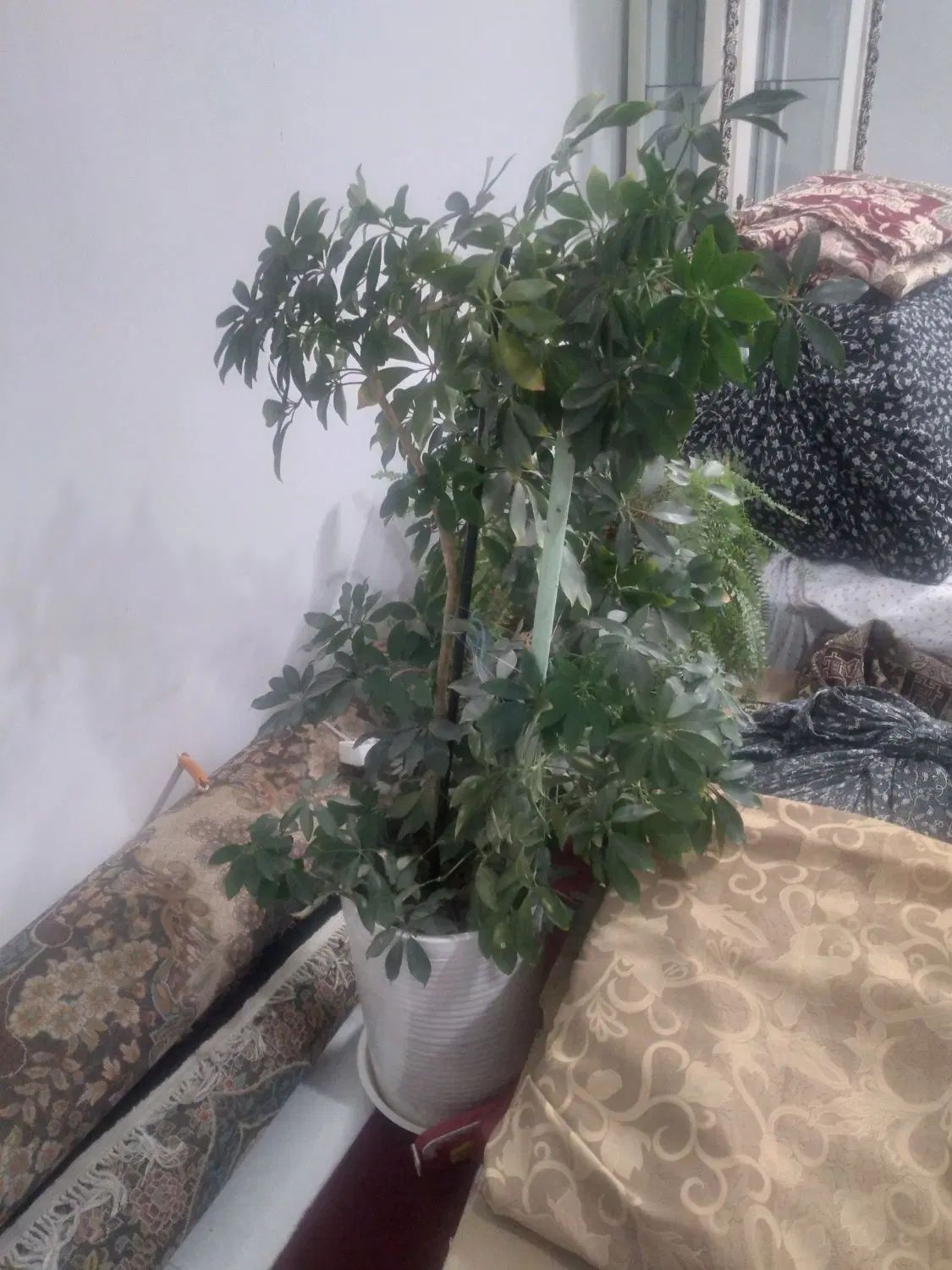 به دلیل.جابه جایی وکمبودجا چندمدل گل بزرگ کوچک|گل و گیاه طبیعی|تربت‌حیدریه, شهرک ولیعصر|دیوار