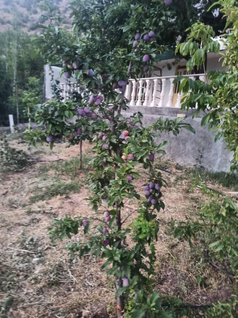 فروش باغ و خانه باغ. دارای نسق.|فروش خانه و ویلا|سیسخت, |دیوار