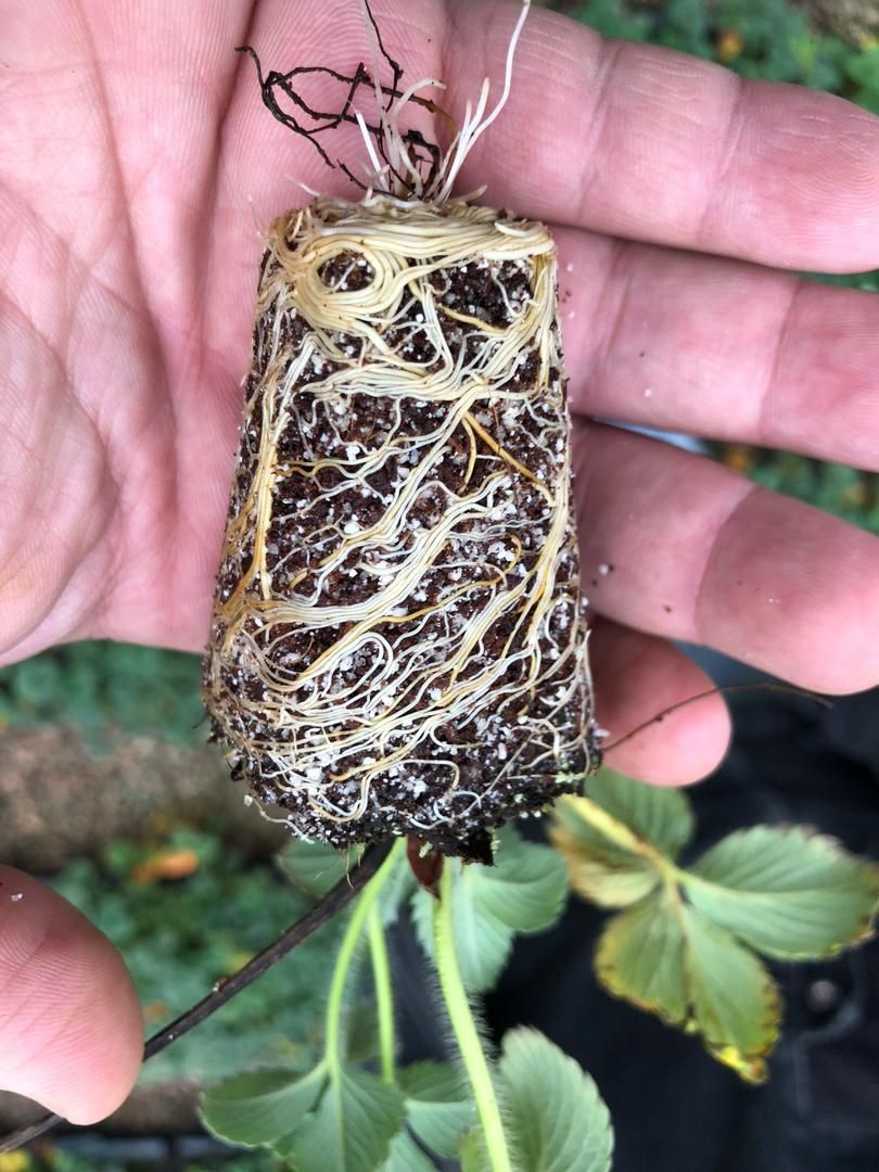 نشا توتوفرنگی|خدمات باغبانی و درختکاری|سنندج, |دیوار