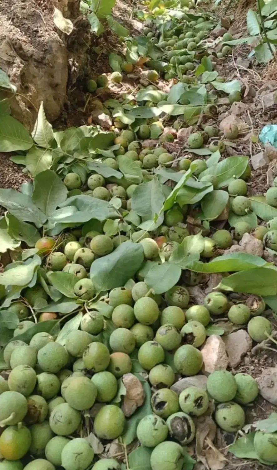گردو سبز و تازه چین پوست کاغذی ارسال به درب منزل|خوردنی و آشامیدنی|کردکوی, |دیوار
