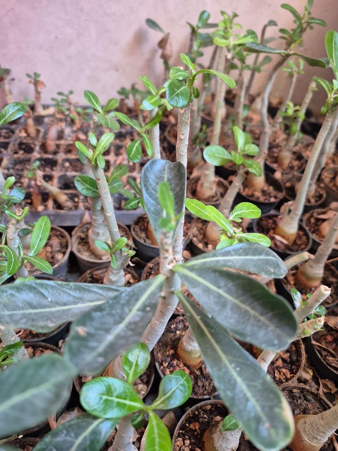 ادنیوم آدنیوم بنسای|گل و گیاه طبیعی|اصفهان, مهدی آباد|دیوار