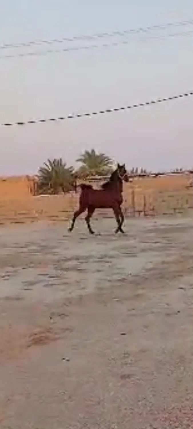 اسب عرب خالص ایرانی خوزستان|اسب و تجهیزات اسب‌سواری|تهران, آهنگ|دیوار