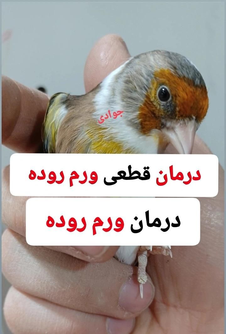 سهره قناری|پرنده|تهران, جمهوری|دیوار