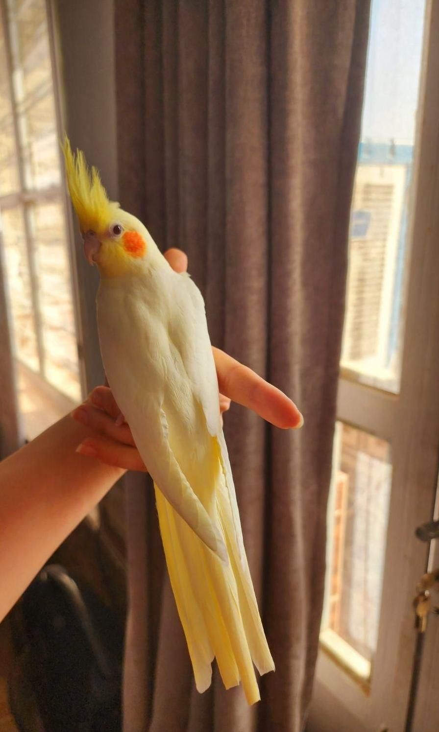 عروس هلندی تازه دونه خور لوتینو و عروسک فول رام|پرنده|شیراز, شهرک امام حسن|دیوار