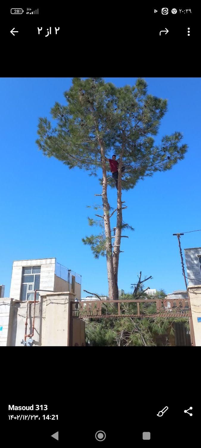 خریدانواع چوب|خدمات باغبانی و درختکاری|تویسرکان, |دیوار