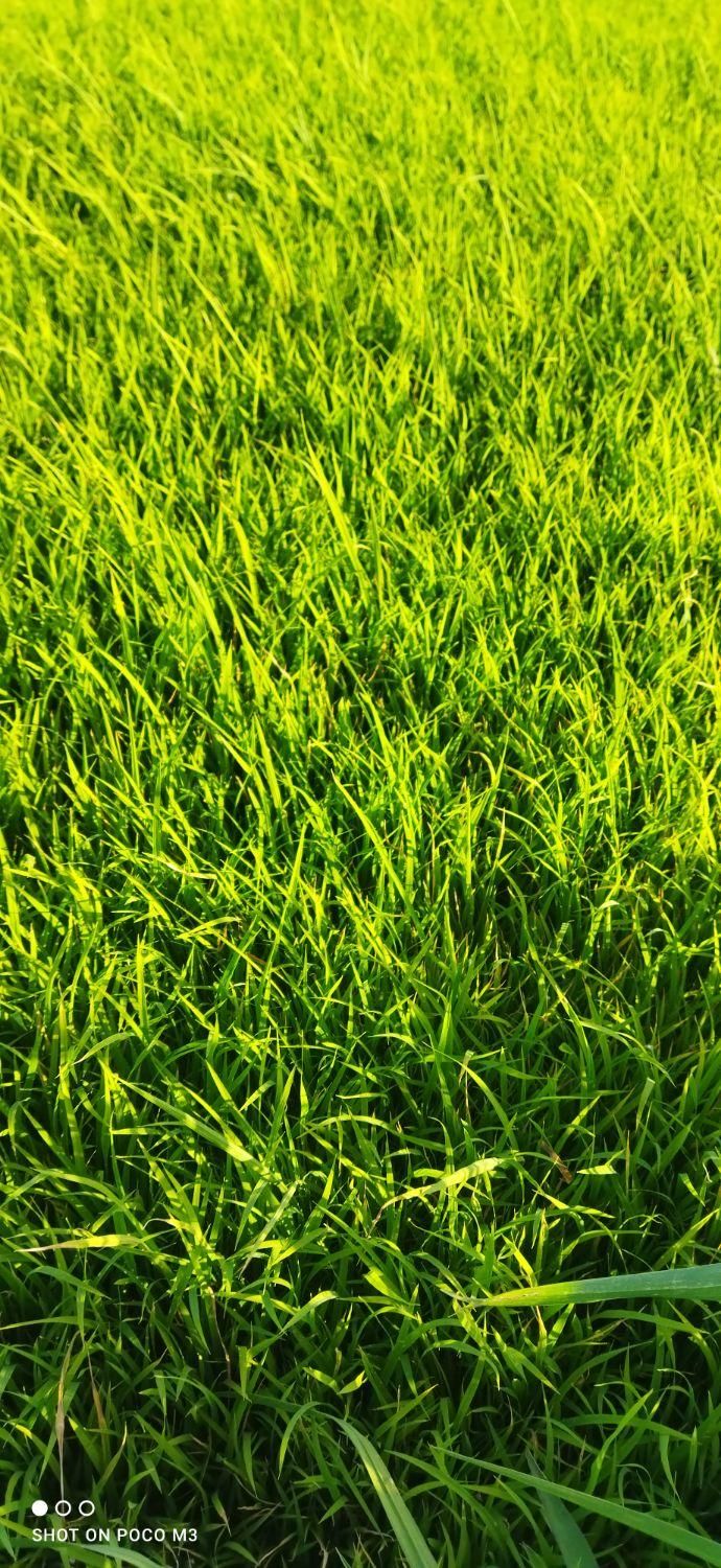 نشا برنج 300متر|خدمات باغبانی و درختکاری|دورود, |دیوار